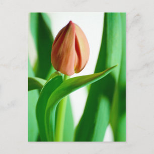 Lala Tulip-vykort Vykort