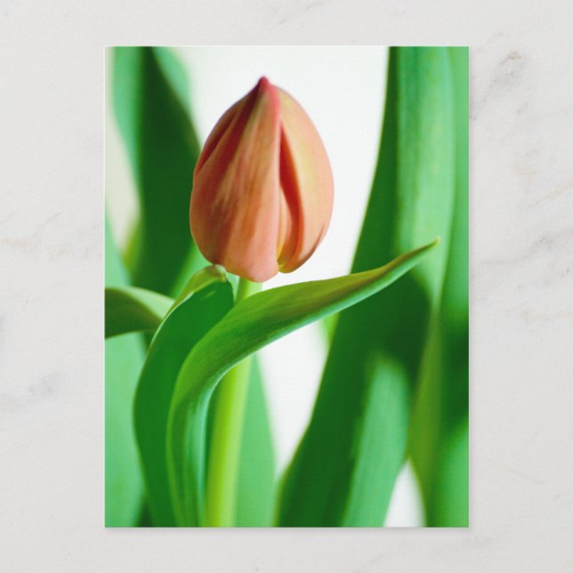 Lala Tulip-vykort Vykort (Framsida)