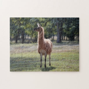 Lama A Poser Djur Natur Pussel