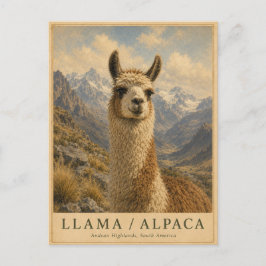 Lama Alpaca Anderna VINTAGE Vykort
