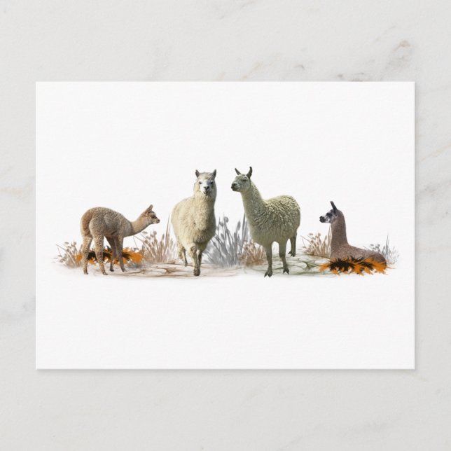 Lama Äng vykort (Framsida)