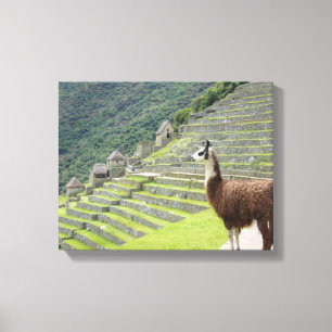 Lama canvas