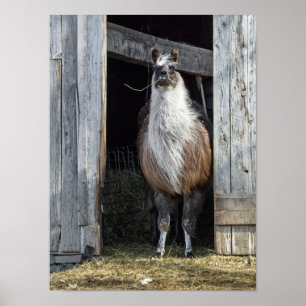 Lama, hälsar dagen poster