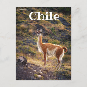 Lama i Chile Vykort