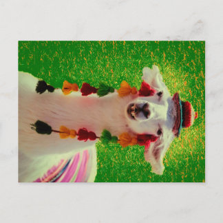 Lama i Chiloe-Chile med ornament Meddelande Vykort