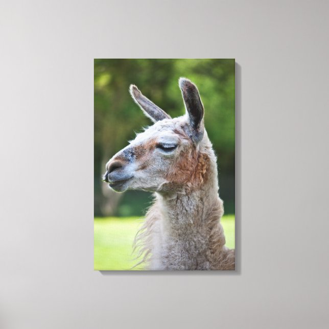 Lama Inbunden Canvas Print (Framsida)