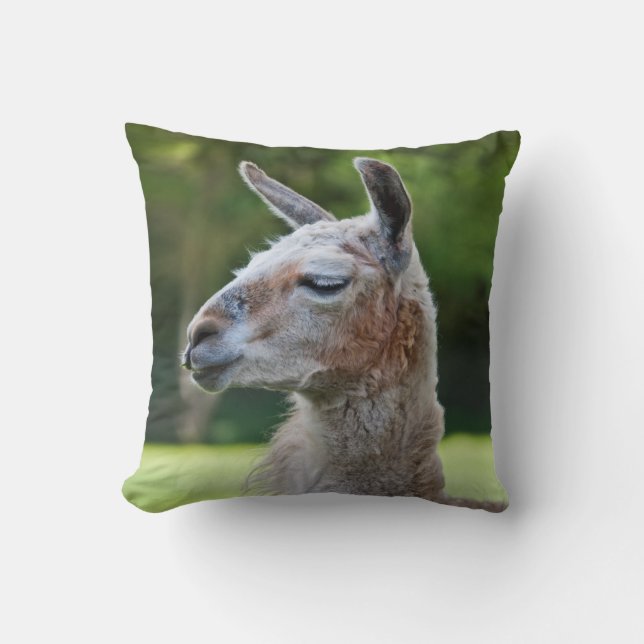 Lama Kudde (Framsida)
