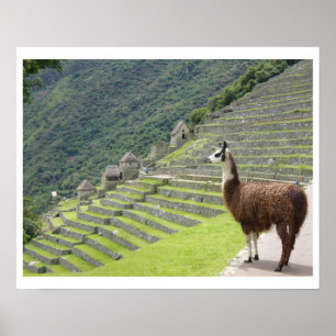 Lama land poster