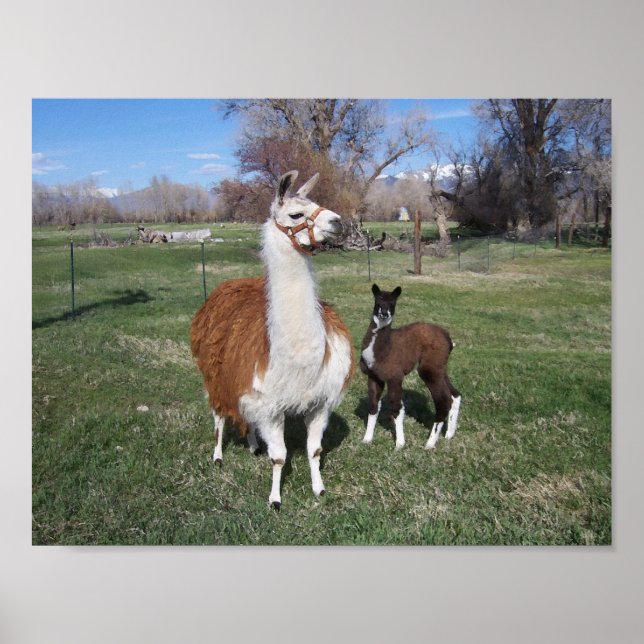 Lama Mama och Lama Baby Poster (Framsidan)