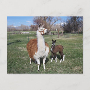 Lama Mamma och Llama Baby Vykort