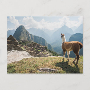 Lama med utsikt över ruiner   Machu Picchu, Peru Vykort