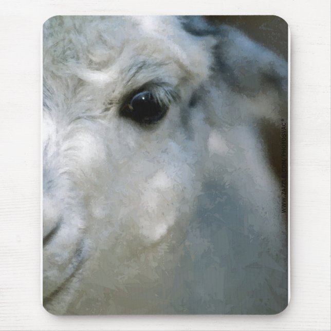 Lama Musmatta (Framsidan)