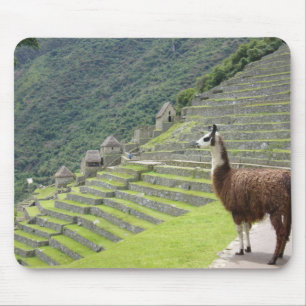 Lama Musmatta