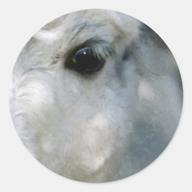 Lama Runt Klistermärke (Framsida)