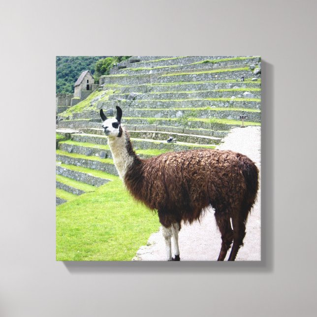 lama ser på duken canvastryck (Framsida)