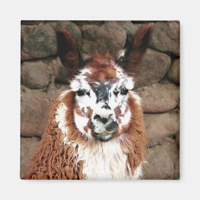 Lama stare magnet (Framsidan)