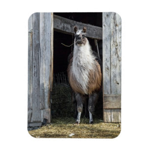 Lama, Välkomnande Dagen Magnet