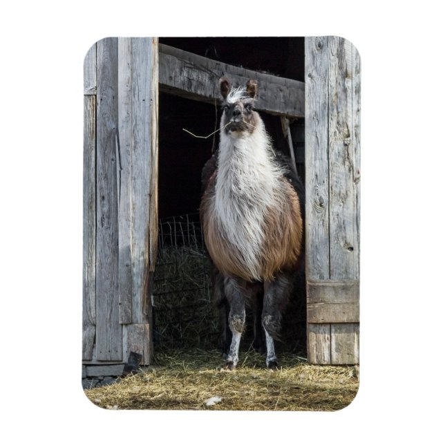 Lama, Välkomnande Dagen Magnet (Vertikal)