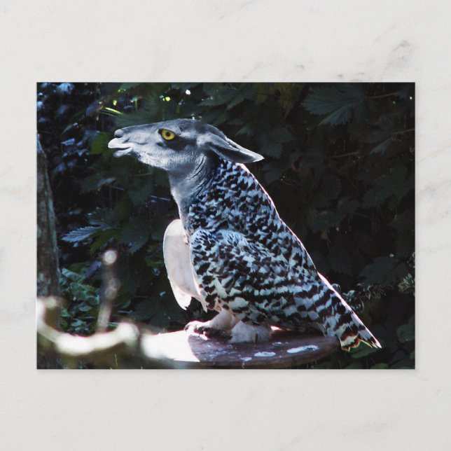 Lama vykort (Framsida)