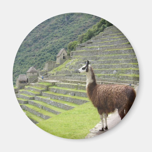 lamamas utseende magnet (Framsidan)