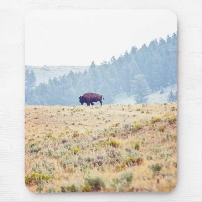 Lamar Musmatta (Framsidan)