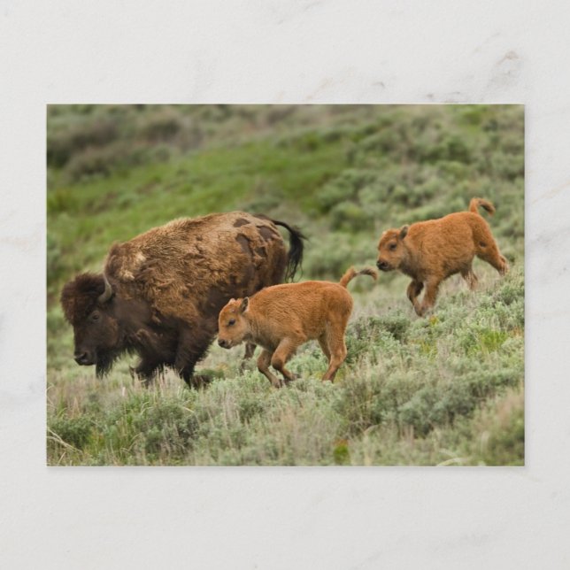 Lamar Valley Mini Stampede Vykort (Framsida)