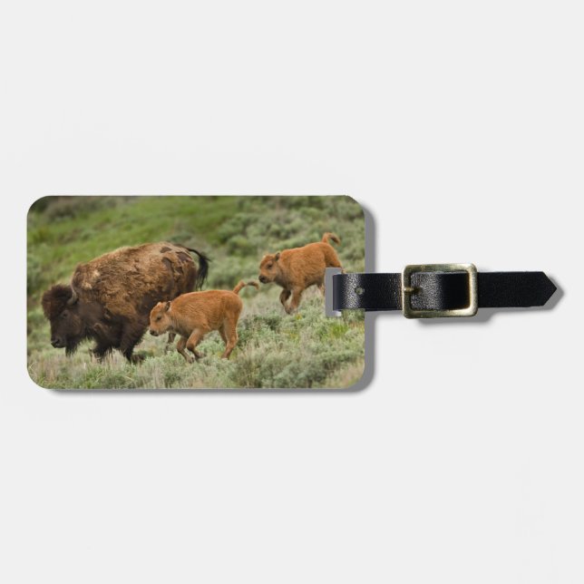Lamardalen Mini Stampede Bagagebricka (Horisontell Framsida)