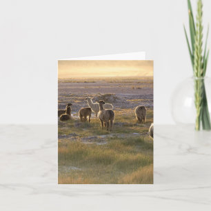 Lamas i solnedgången kort