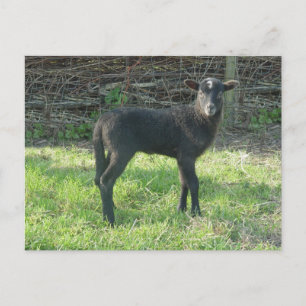Lamb 2012 - Ladymermaid Vykort
