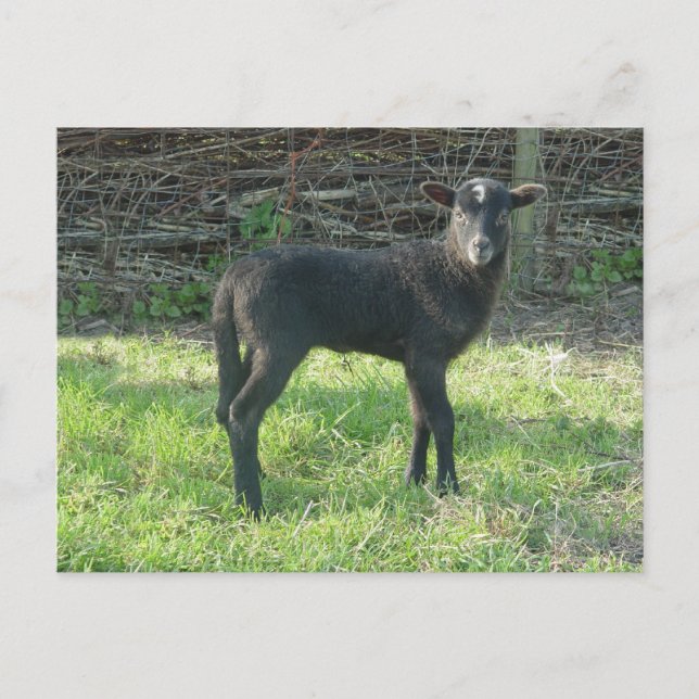 Lamb 2012 - Ladymermaid Vykort (Framsida)