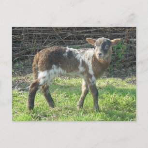 Lamb 2012: SusannaDuffy Vykort