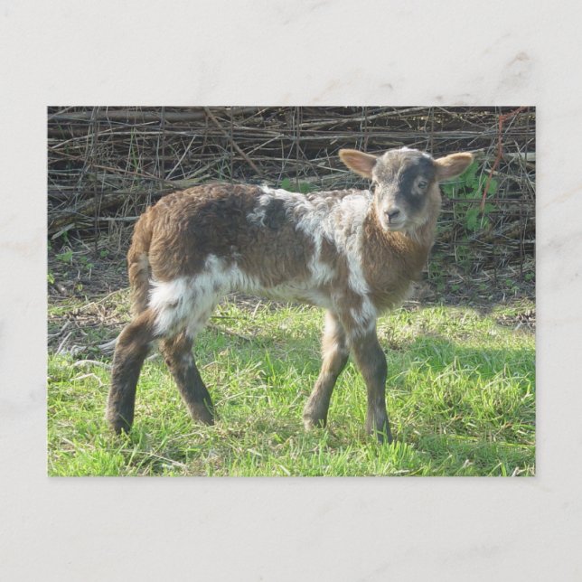 Lamb 2012: SusannaDuffy Vykort (Framsida)