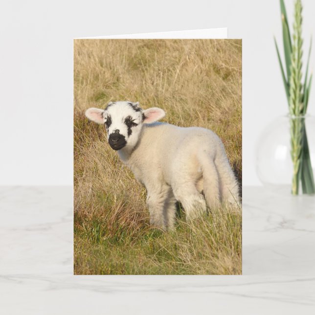 Lamb Birthday-kort Kort (Framsida)