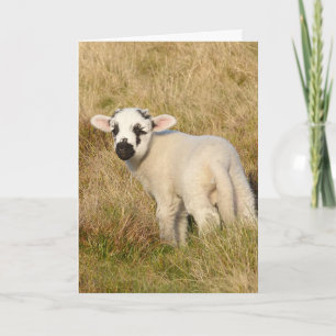 Lamb Birthday-kort Kort