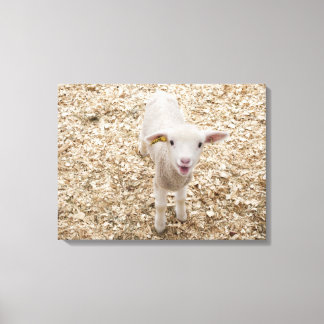 Lamb Canvastryck
