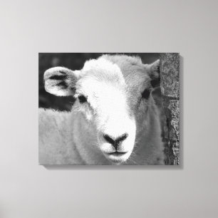 LAMB CANVASTRYCK