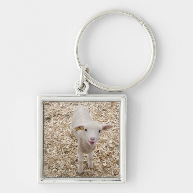 Lamb Fyrkantig Silverfärgad Nyckelring (Framsidan)