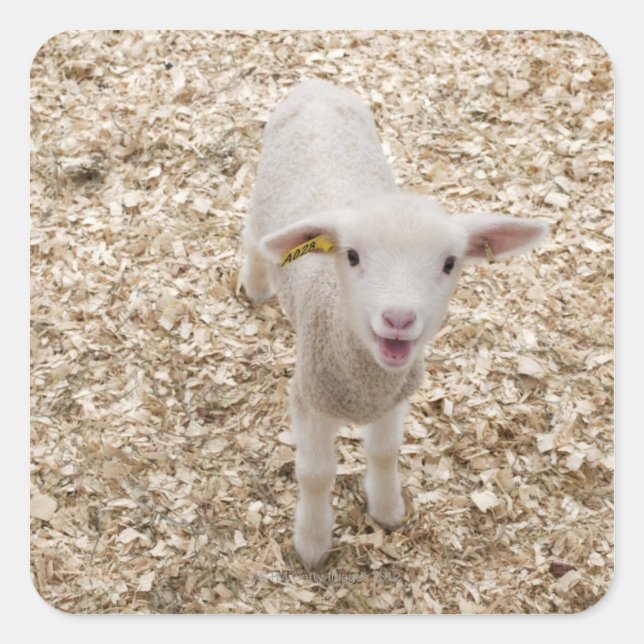 Lamb Fyrkantigt Klistermärke (Framsida)