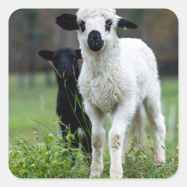 Lamb Fyrkantigt Klistermärke