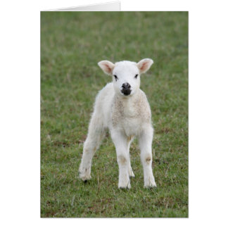Lamb Hälsningskort