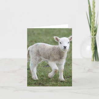 Lamb Helgkort
