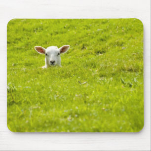 lamb i ett dopp musmatta