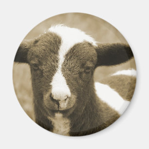 Lamb i Sepia Magnet