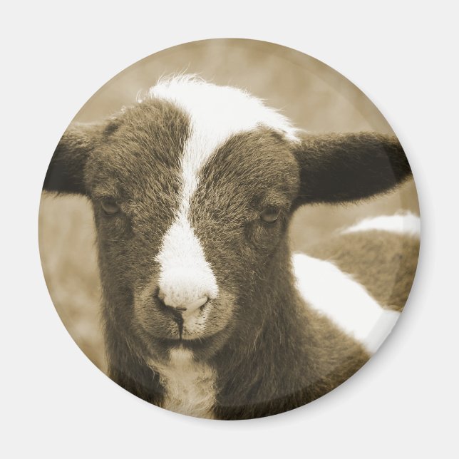 Lamb i Sepia Magnet (Framsidan)