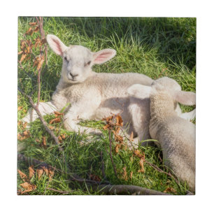 Lamb i vår kakelplatta