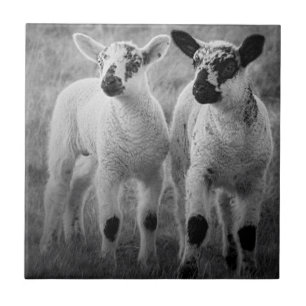 Lamb i vår kakelplatta