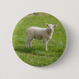 Lamb Knapp