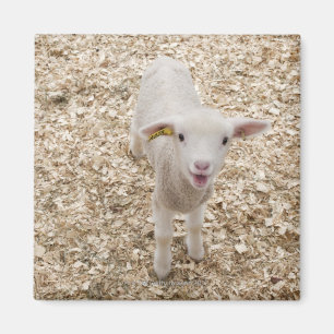 Lamb Magnet