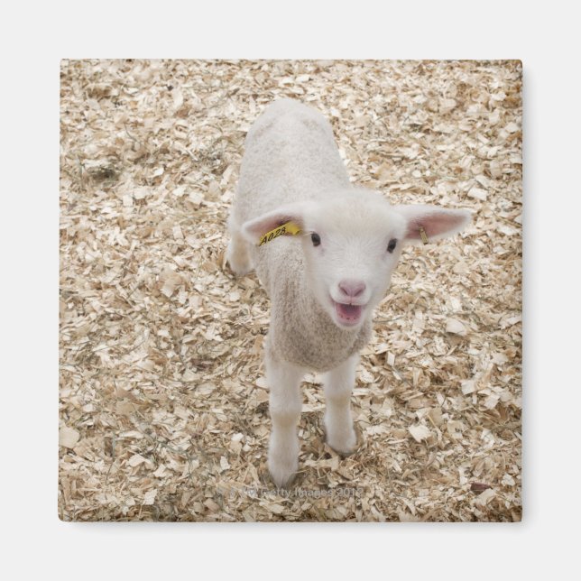 Lamb Magnet (Framsidan)