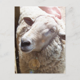 Lamb of God Christian Art Post Card Vykort